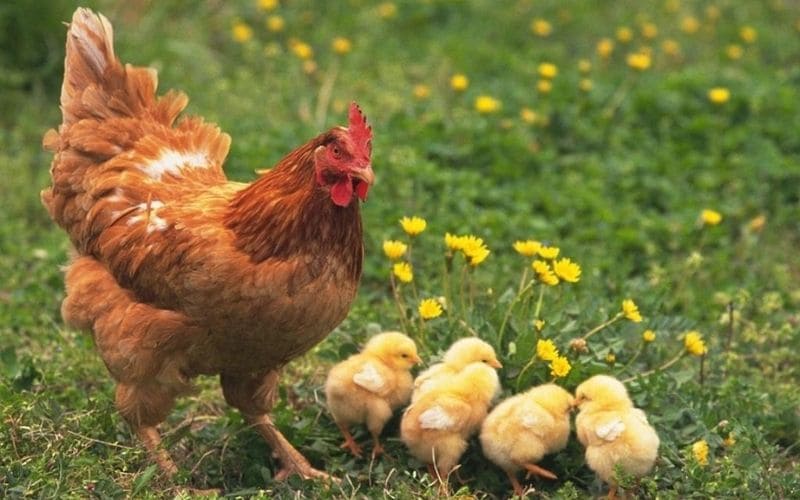 Hướng dẫn cách ấp trứng gà chọi chi tiết, thành công 99% - Thế Giới Đá Gà