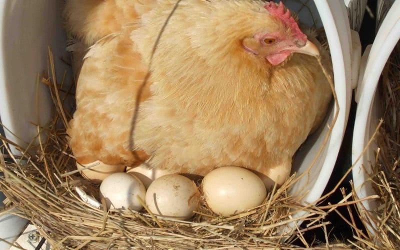 Hướng dẫn cách ấp trứng gà chọi chi tiết, thành công 99% - Thế Giới Đá Gà